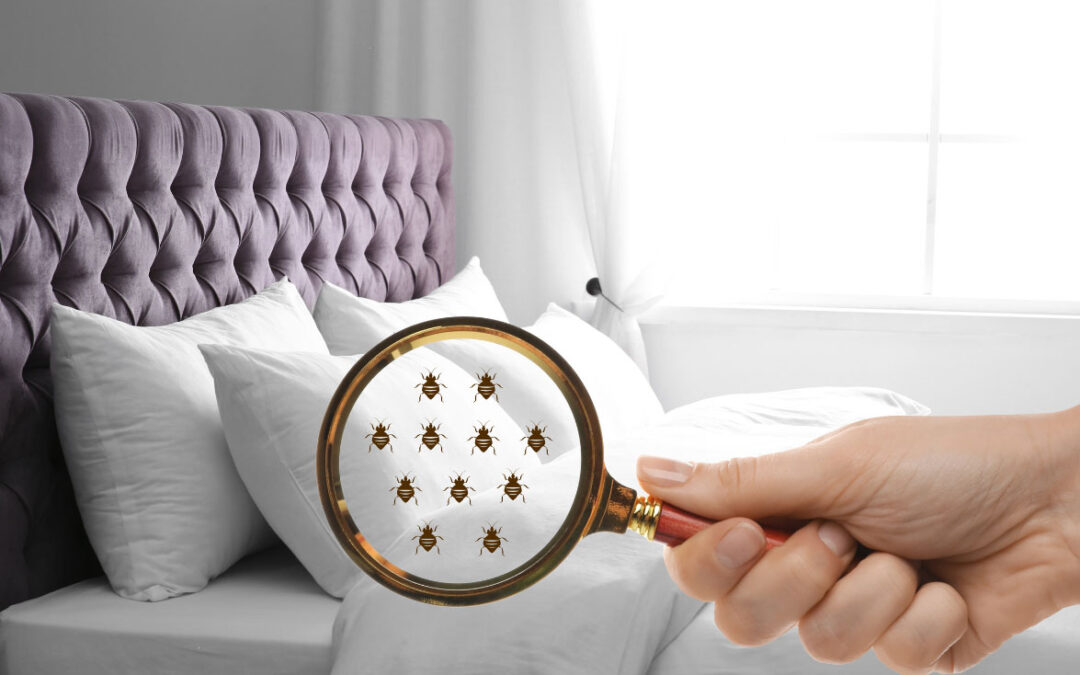 Infestation of Bedbugs – Be Prepared